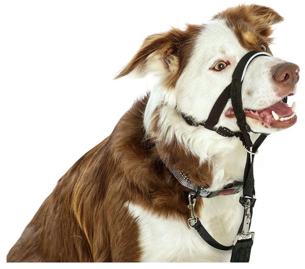Coleira de Treino para Cães Company of Animals Halti Preto Açaime (51-73 cm)