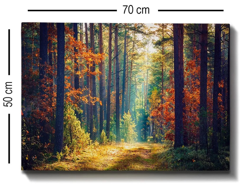 Quadro Decorativo 766886038 – Multicolor – 50 x 70 cm