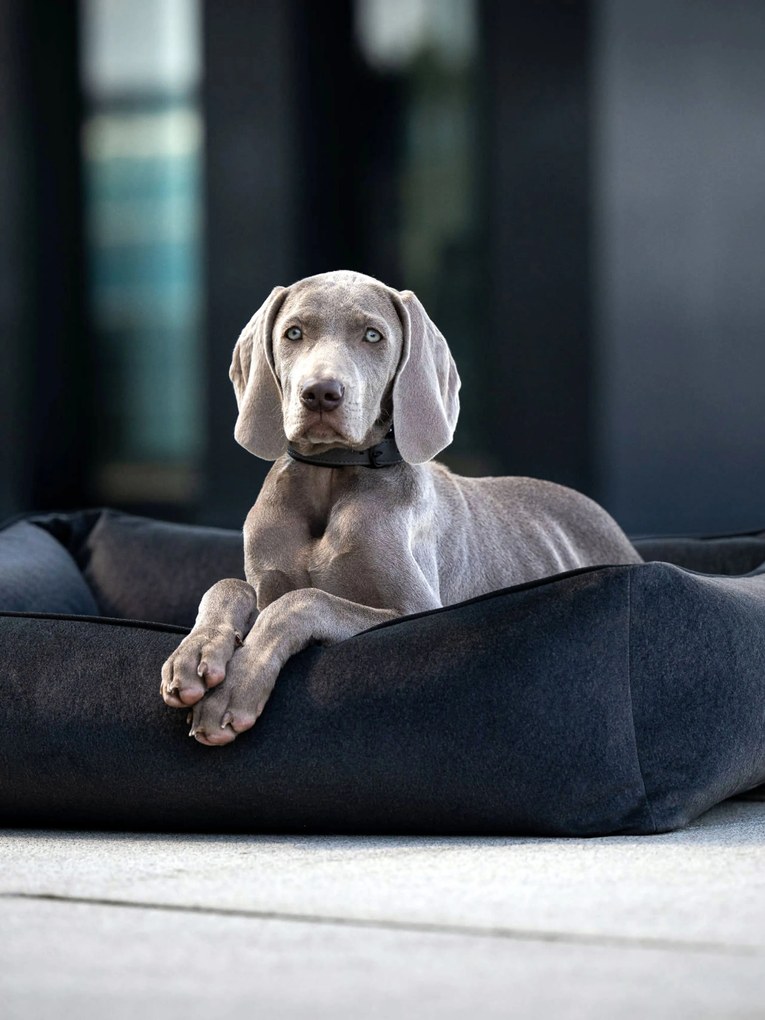 Cama para cães em veludo Classic, vários tamanhos