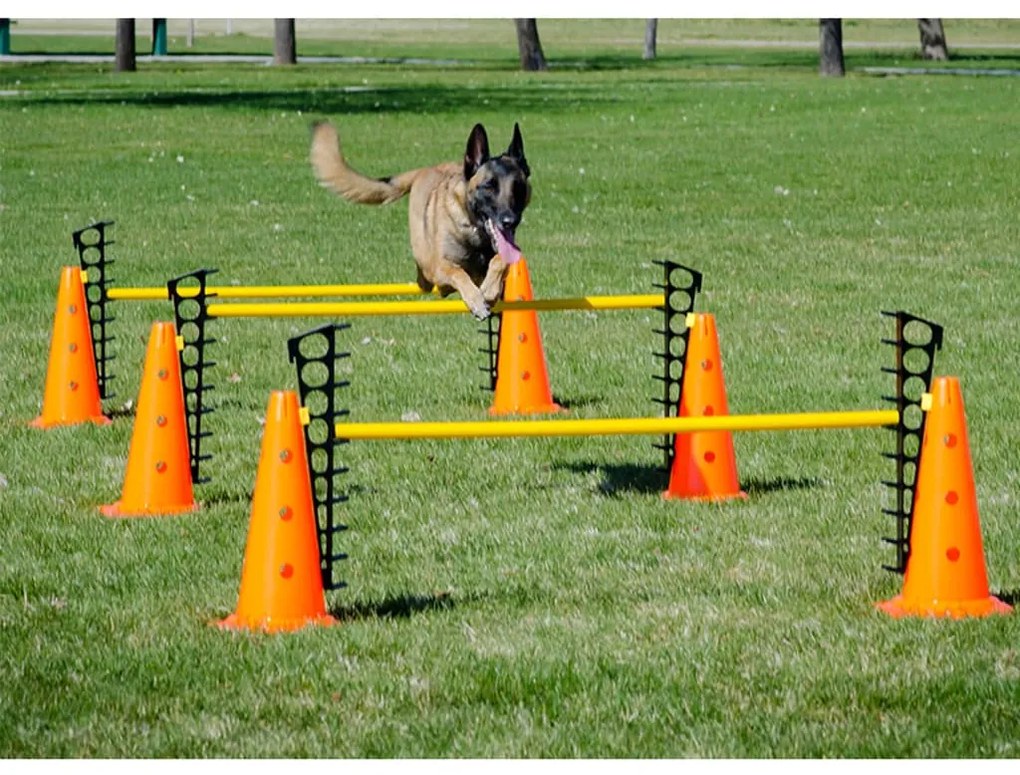 433823 FitPAWS Conjunto de obstáculos