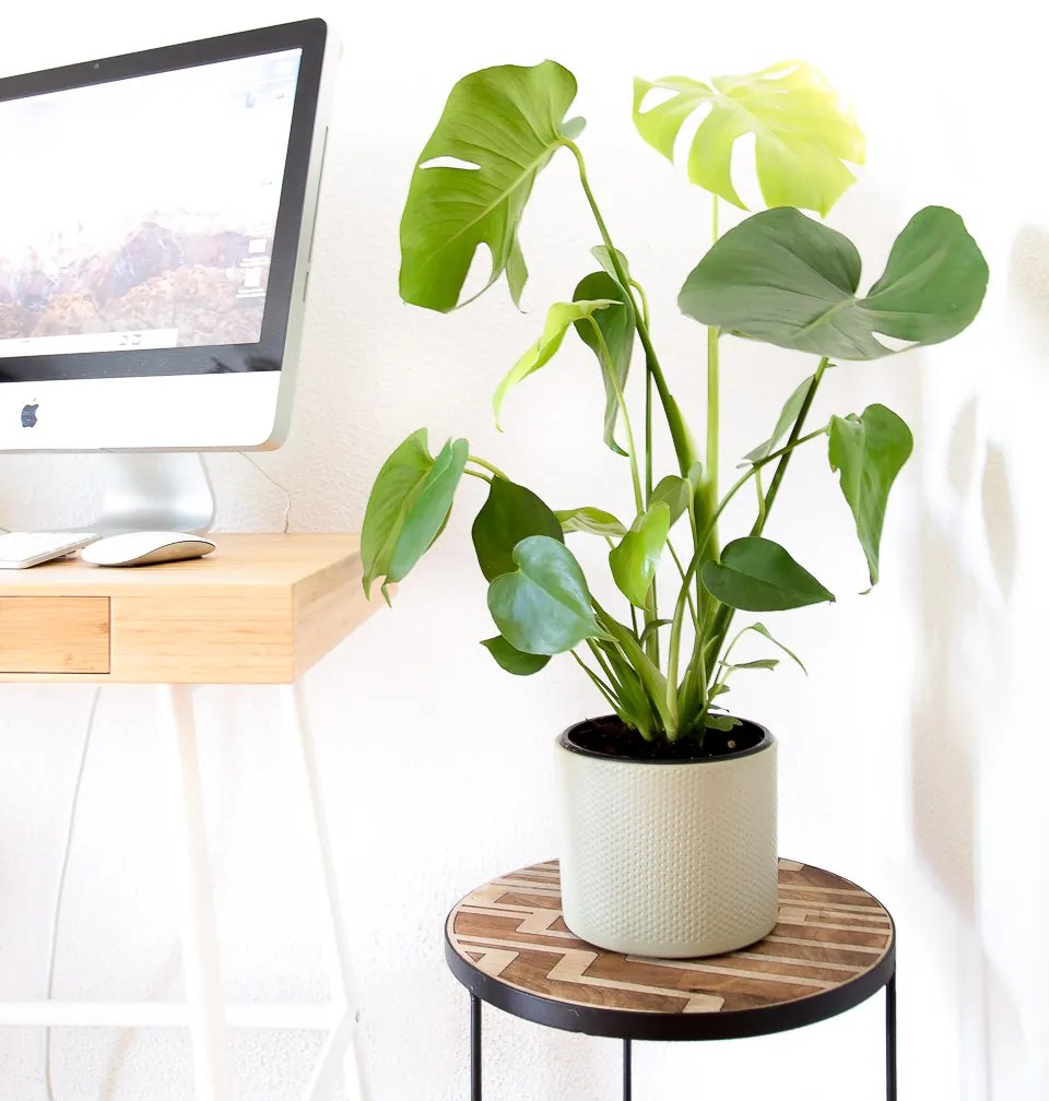 Monstera deliciosa | Costela de Adão - S