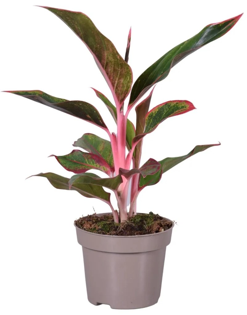 Aglaonema Light Pink Star