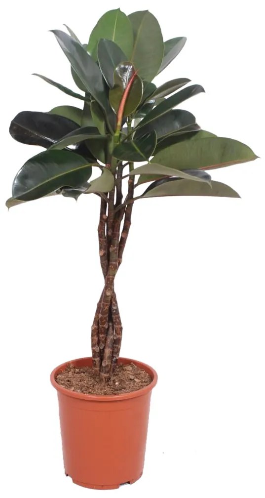 Ficus elastica Abidjan - M