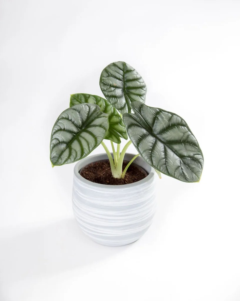 Alocasia Silver Dragon