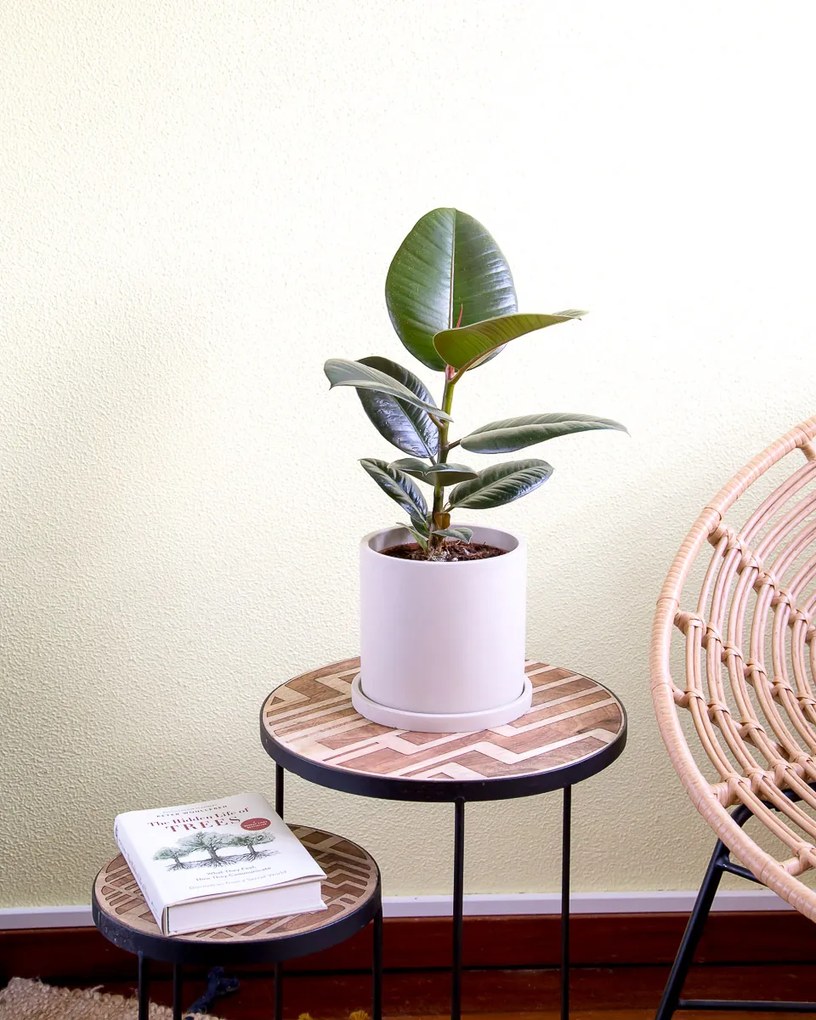 Ficus elastica Robusta - S