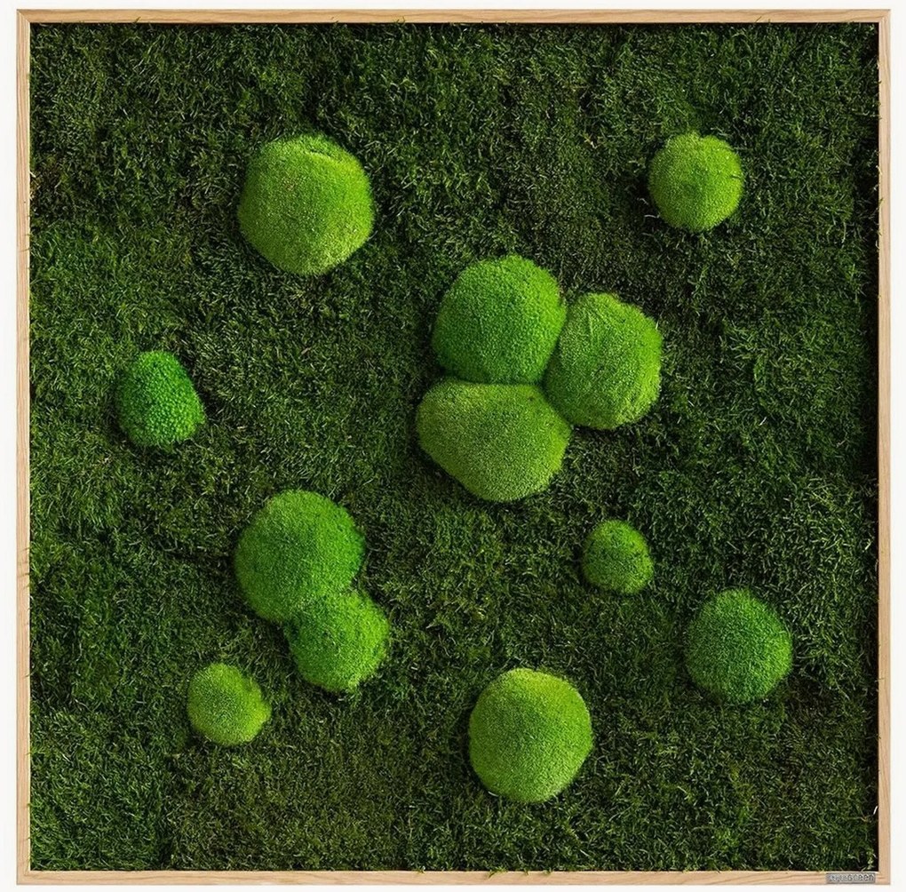 Quadro emoldurado artesanal com musgo Forest & Ball Wild