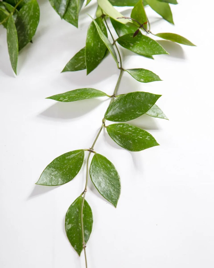 Flor de Cera | Hoya Pubicalyx