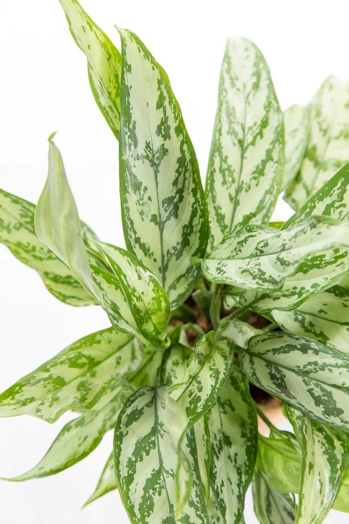 Aglaonema Silver Queen