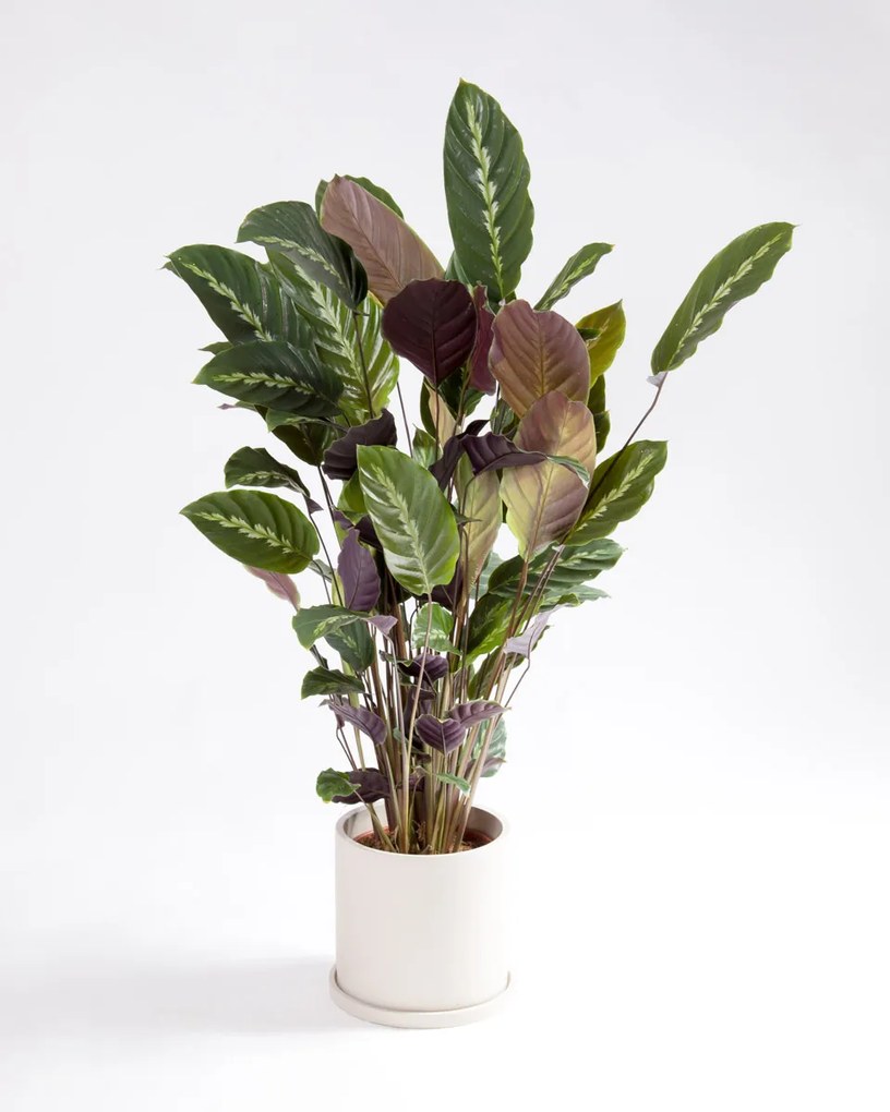 Calathea Maui Queen