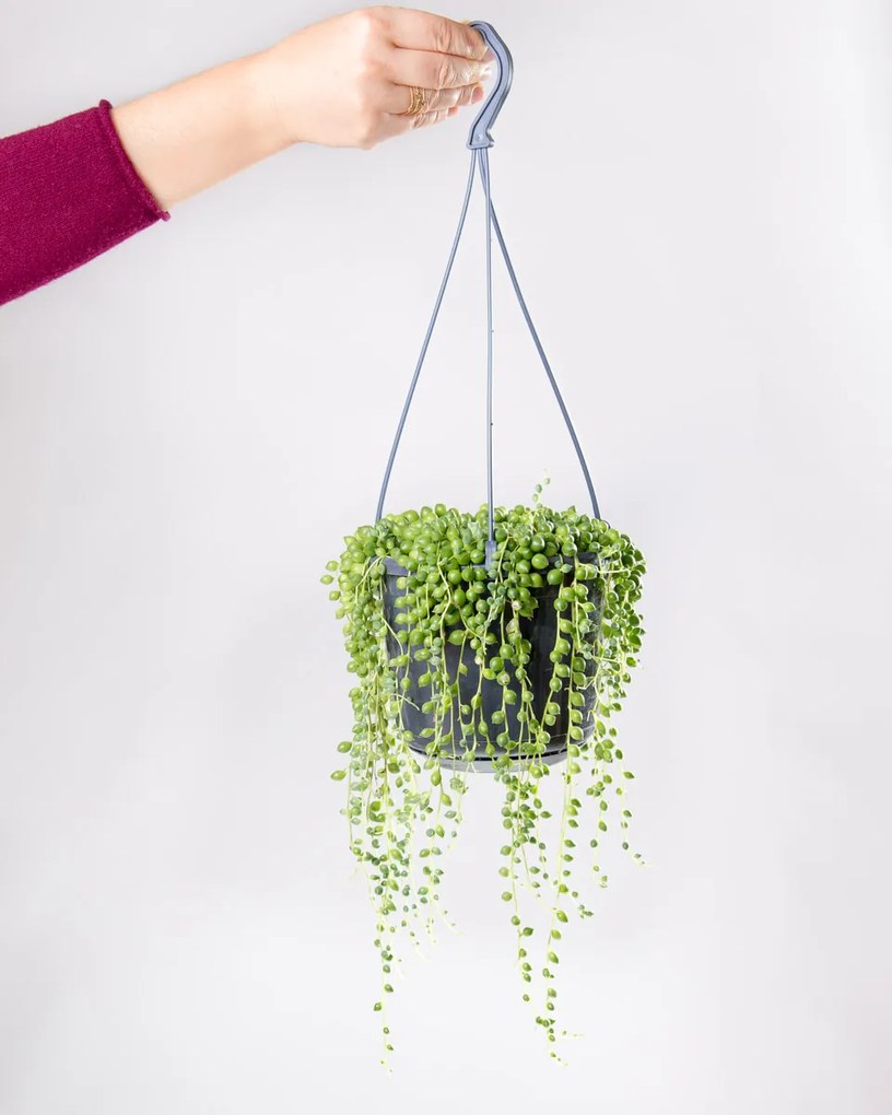 Senecio rowleyanus Tear drops