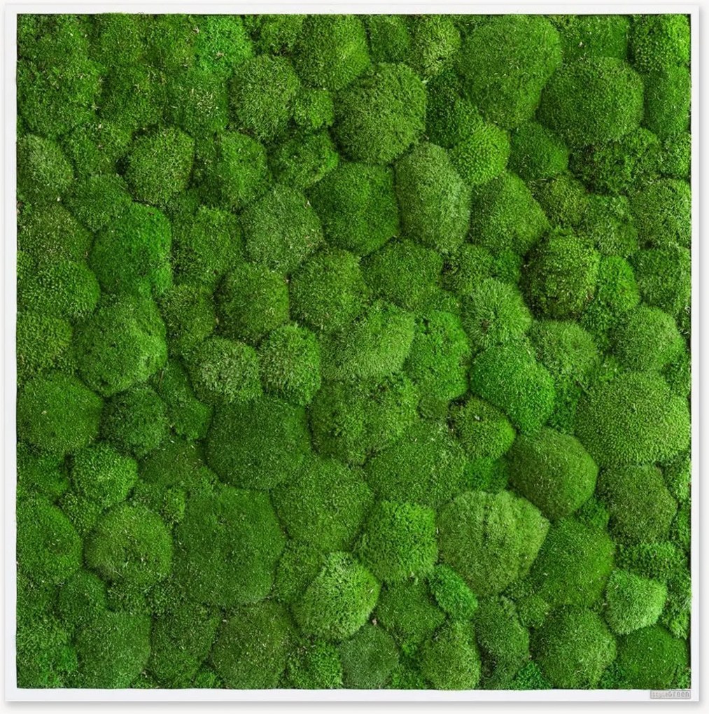 Quadro emoldurado artesanal com musgo Ball Forest