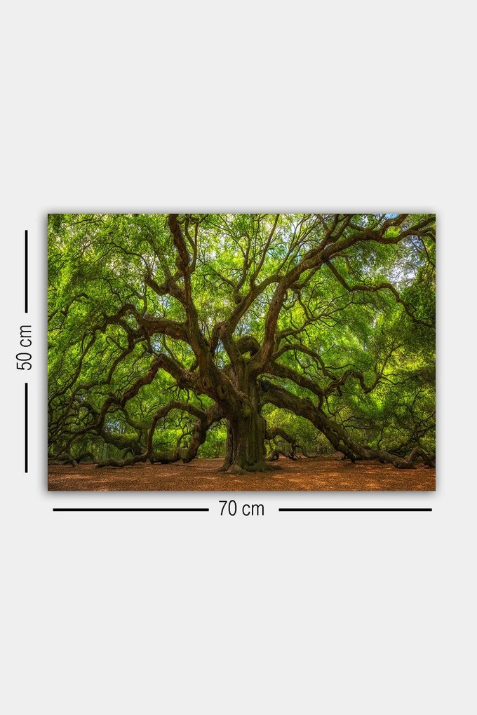 Quadro Decorativo 553671223 – Multicolor – 50 x 70 cm
