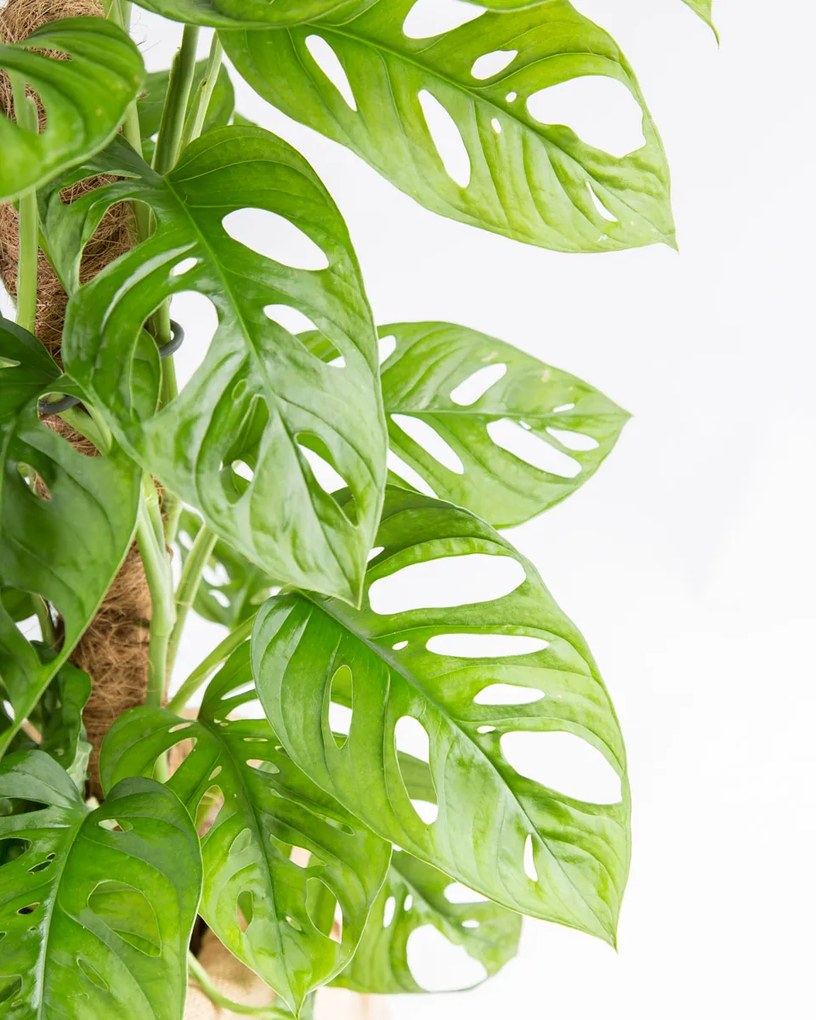 Monstera adansonii Monkey leaf - M