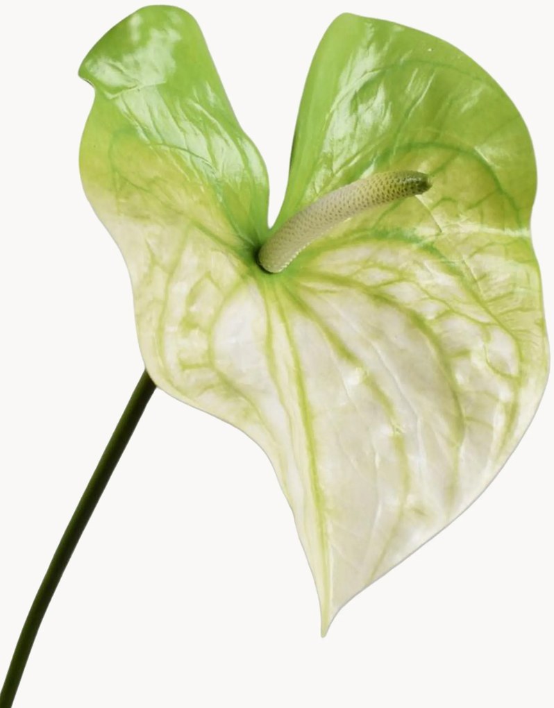 Flores artificiais Anthurium, conjunto de 2