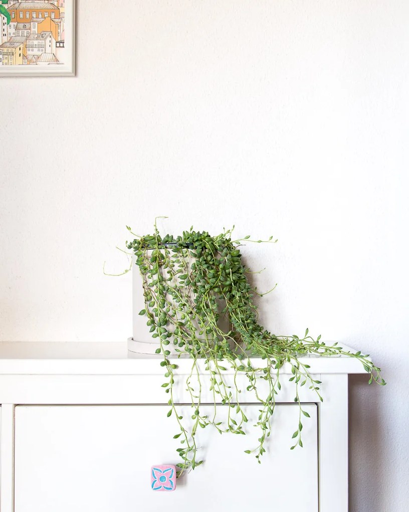 Senecio rowleyanus Tear drops