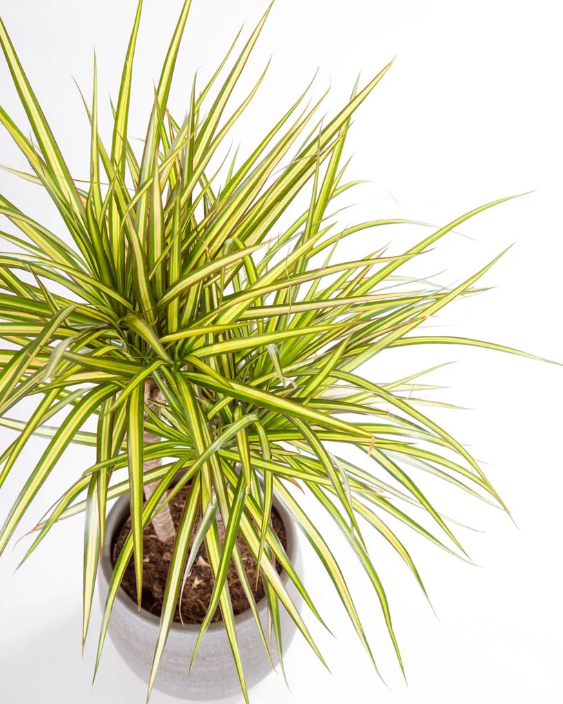 Dracaena marginata Sunray