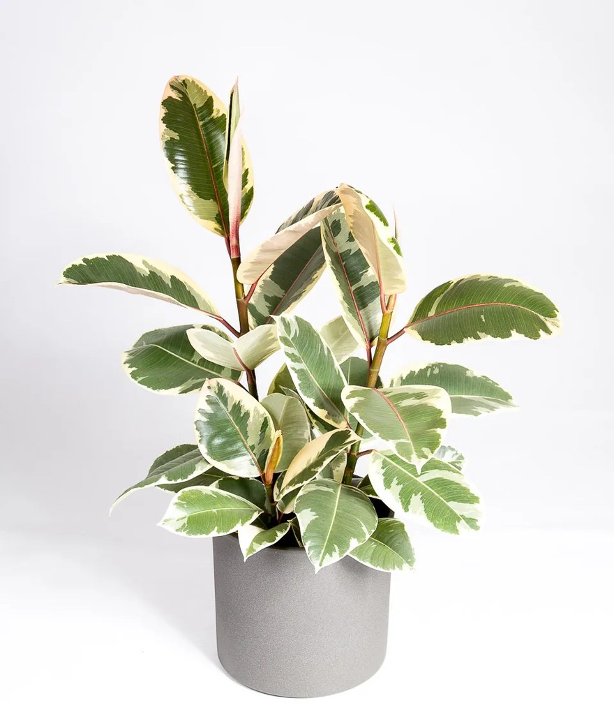Ficus Tineke - XL