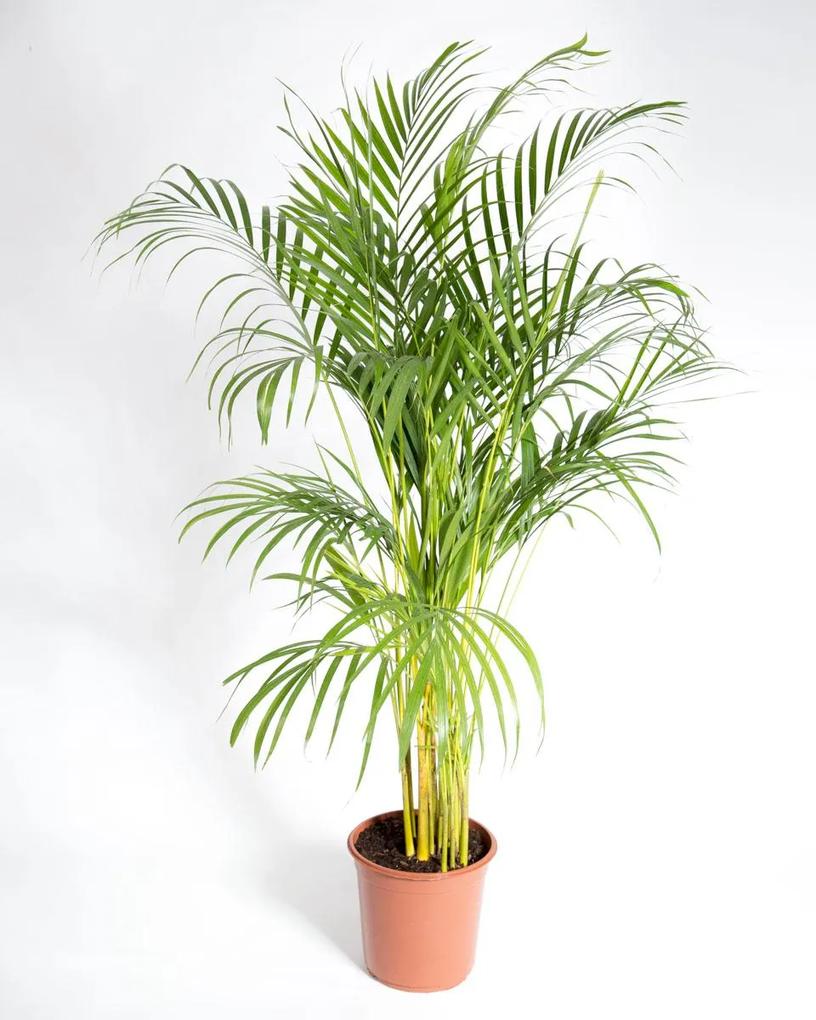 Palmeira Areca | Dypsis lutescens - M