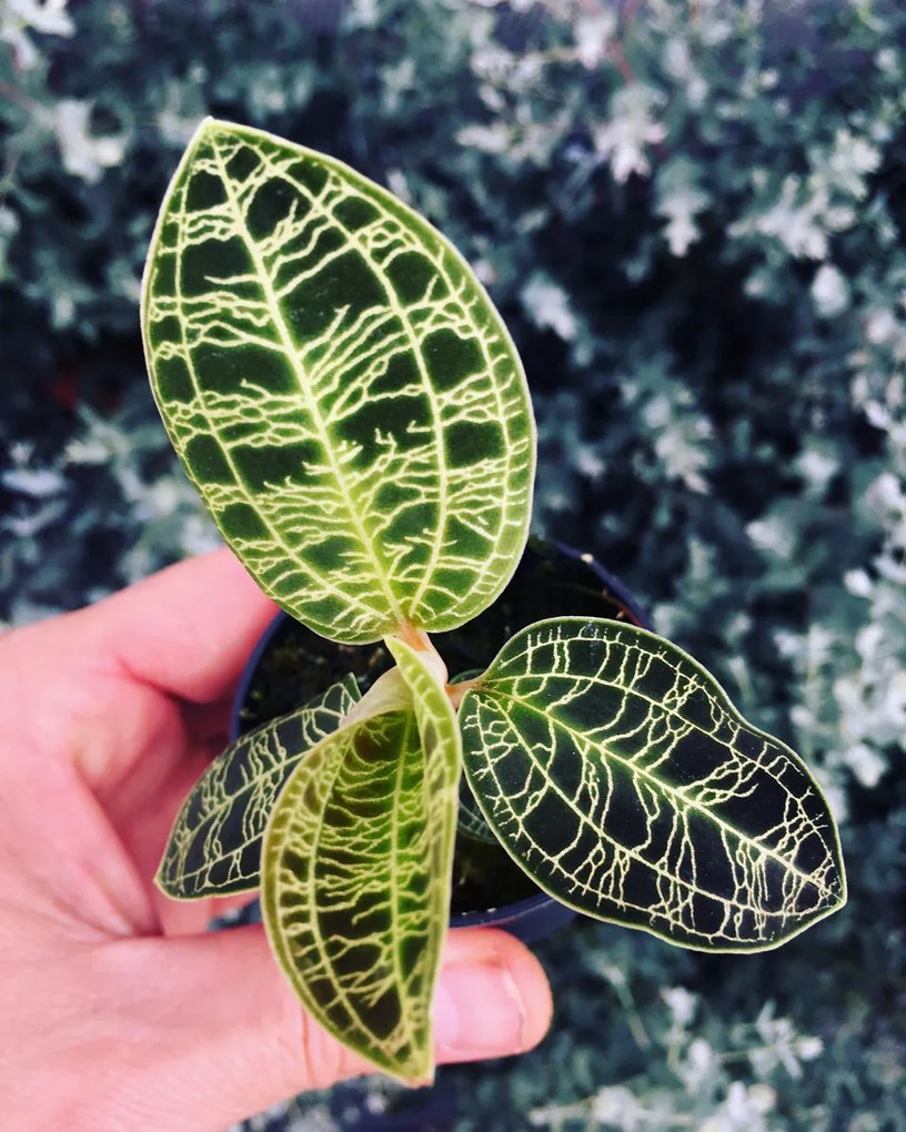 Macodes petola | Orquídea-jóia