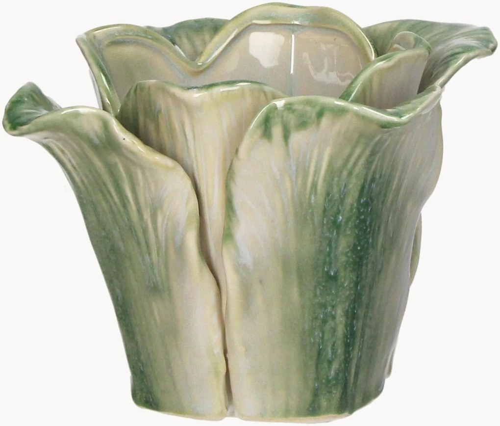 Vaso Cabbage
