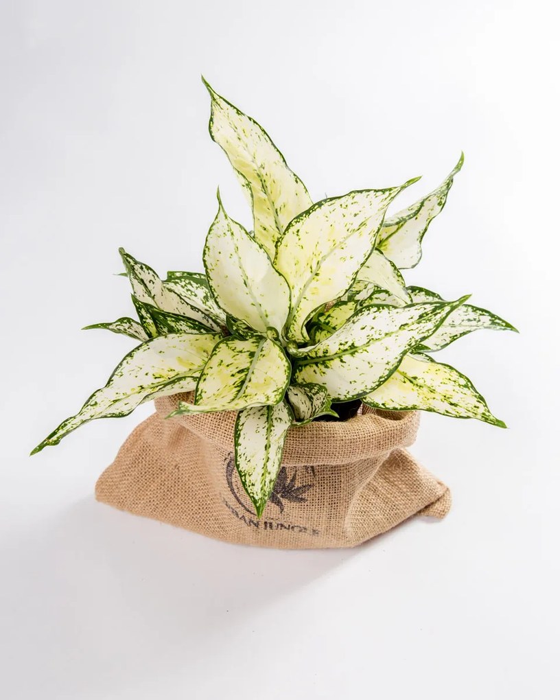 Aglaonema Snow White