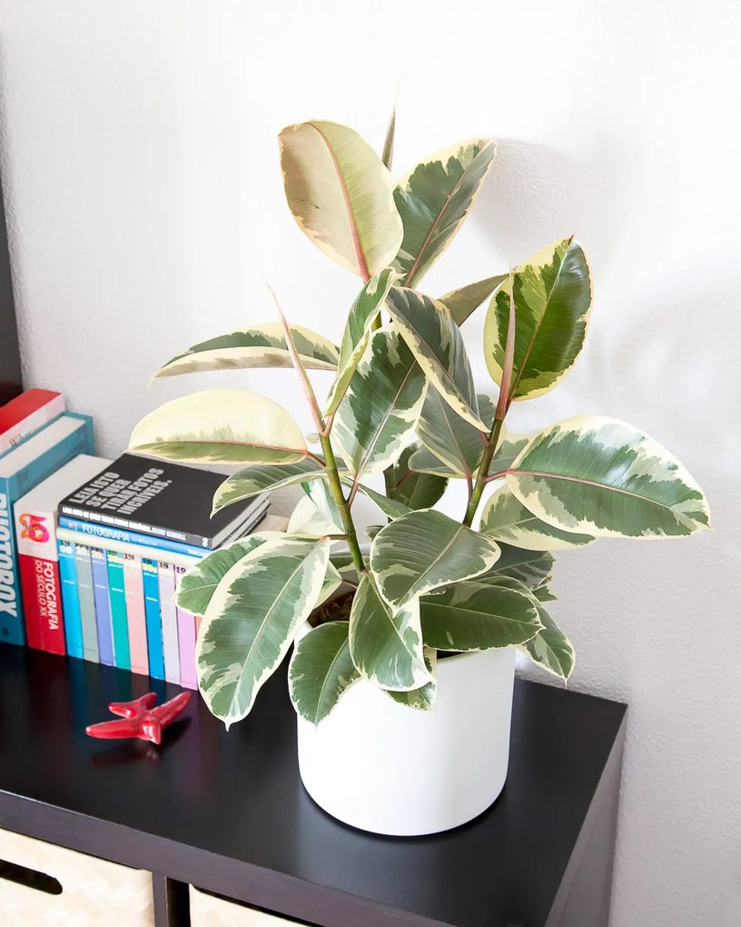Ficus Tineke - XL