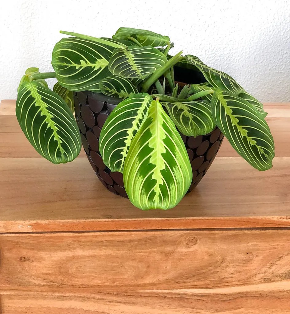 Maranta Lemon Lime
