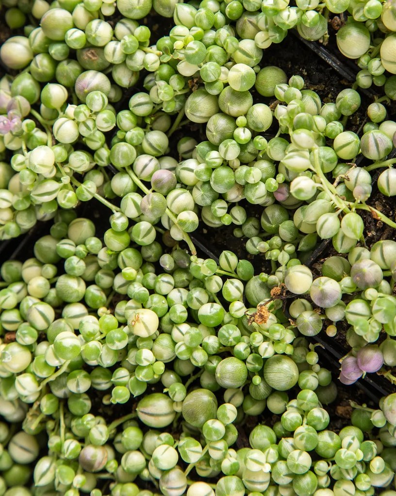 Colar de Pérolas variegata