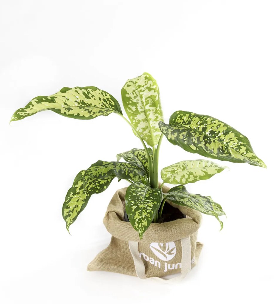 Dieffenbachia Cheetah