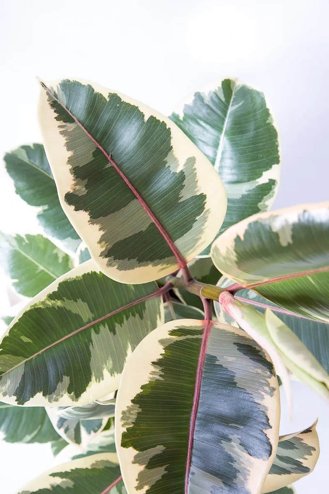 Ficus Tineke - XL