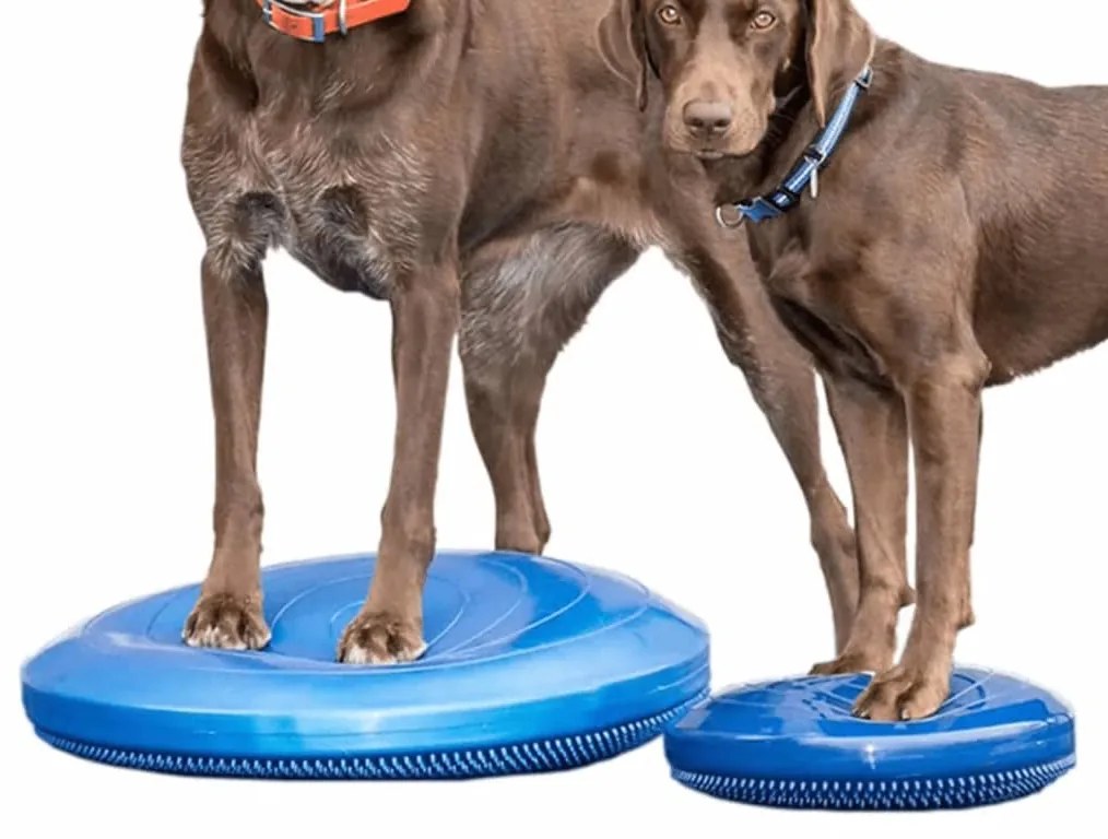 Disco de equilíbrio para animais de estimação 36 cm azul
