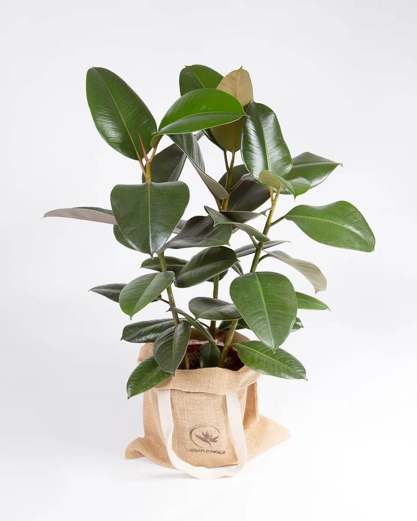 Ficus elastica Abidjan - M