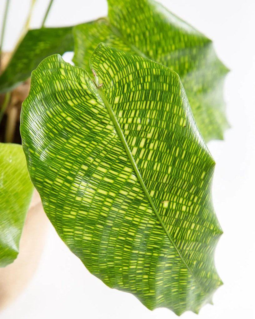Calathea musaica