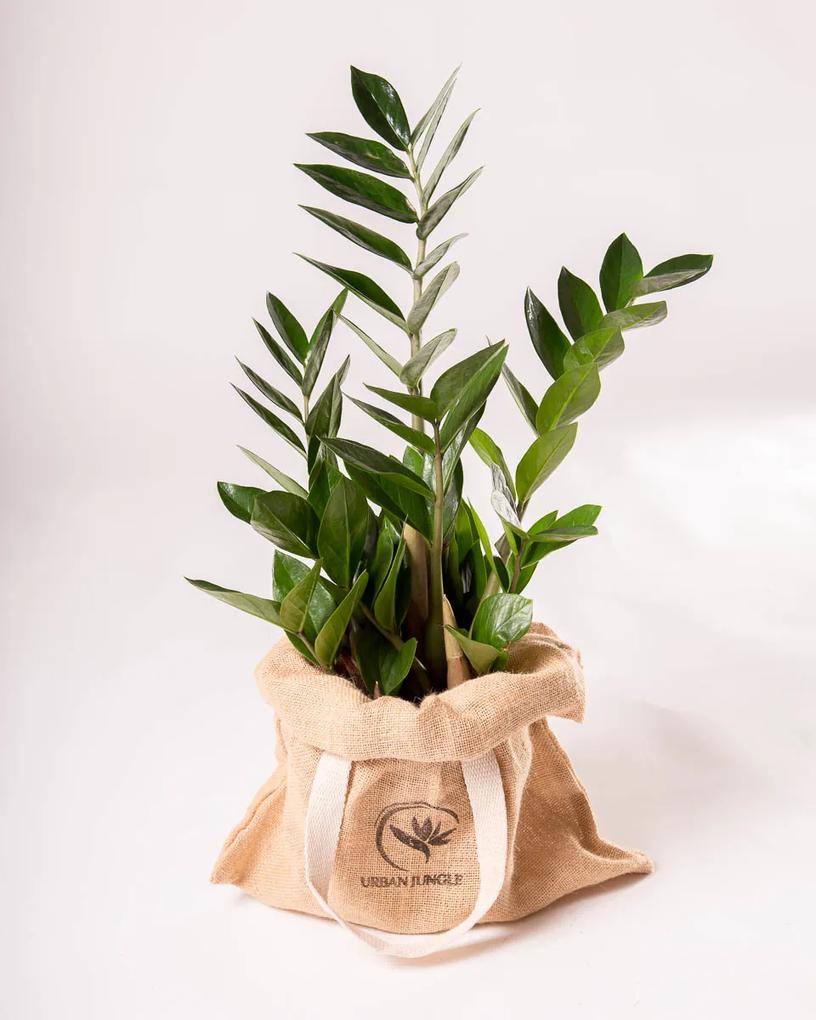 Zamioculcas zamiifolia | Planta da Sorte - XXL