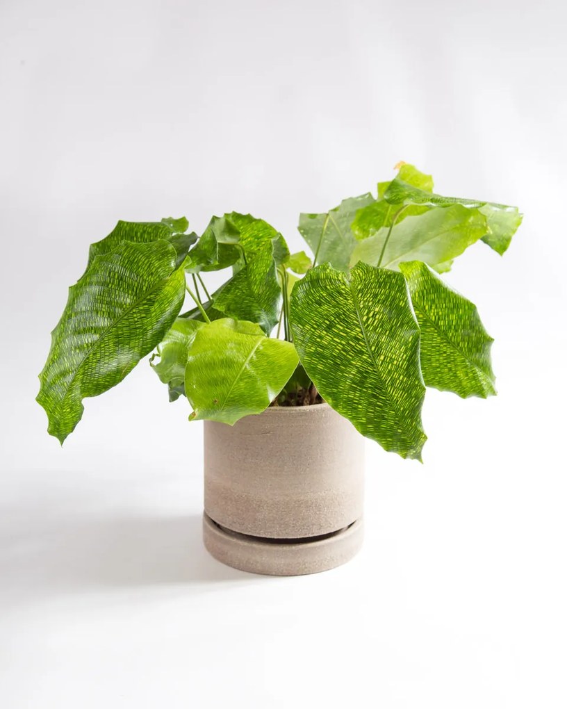 Calathea musaica