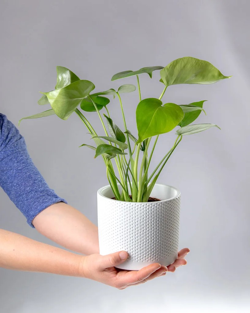 Monstera deliciosa | Costela de Adão - S