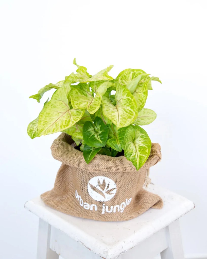 Syngonium Golden Feel Green