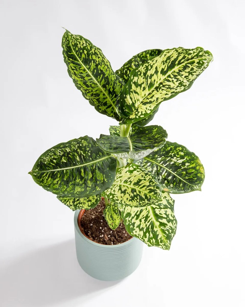 Dieffenbachia Reflector