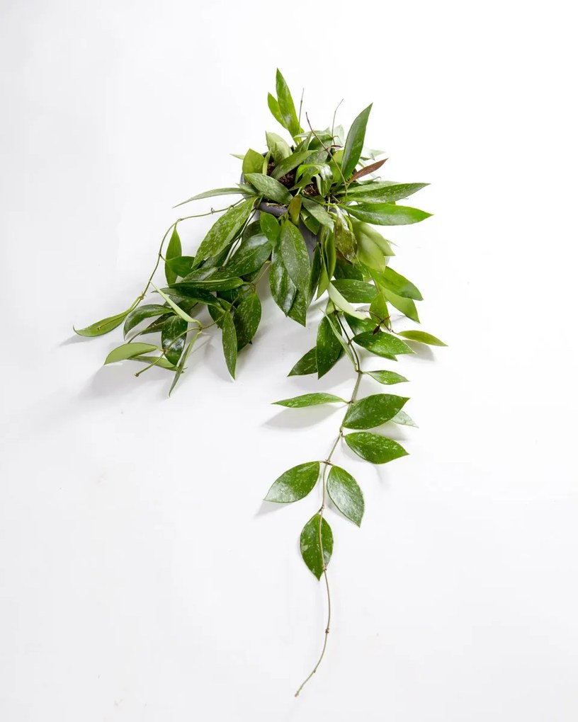 Flor de Cera | Hoya Pubicalyx