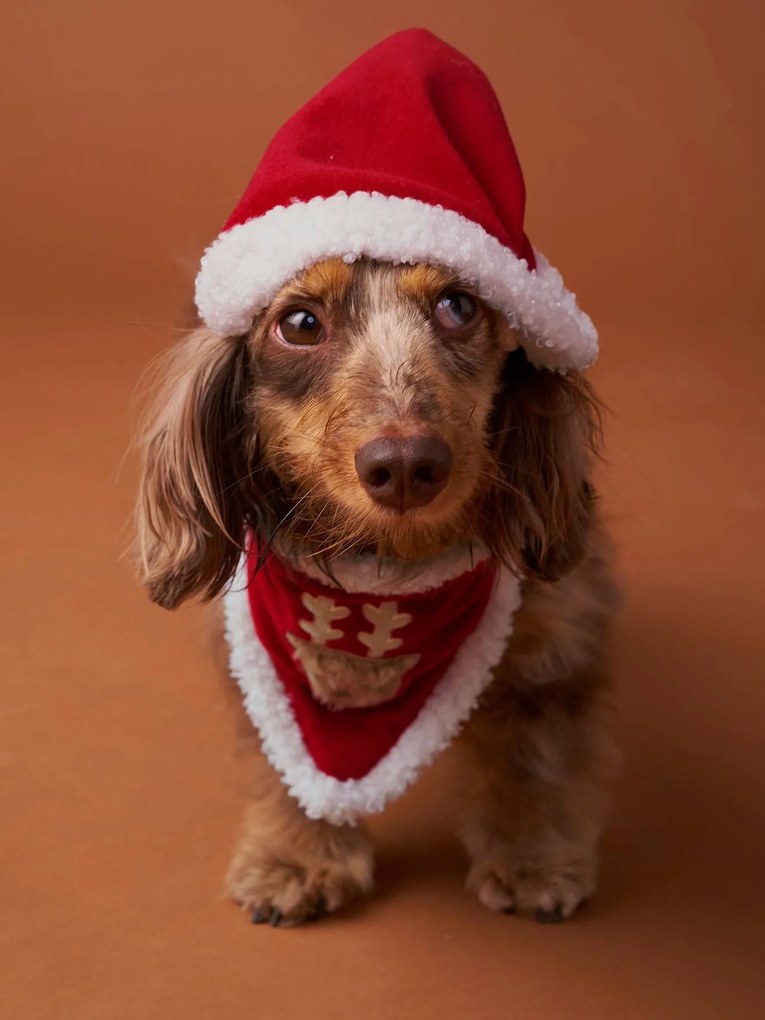 Coleira bandana + gorro de Natal Family, para cão   vermelho