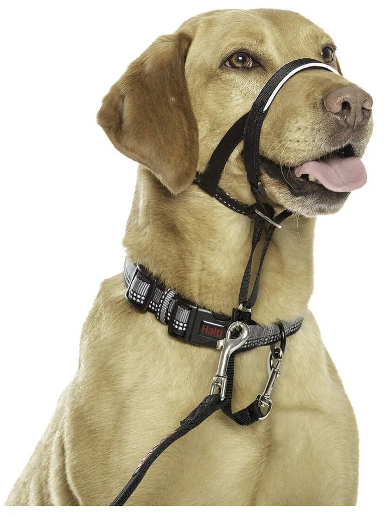 Coleira de Treino para Cães Company of Animals Halti Preto Açaime (40-54 cm)