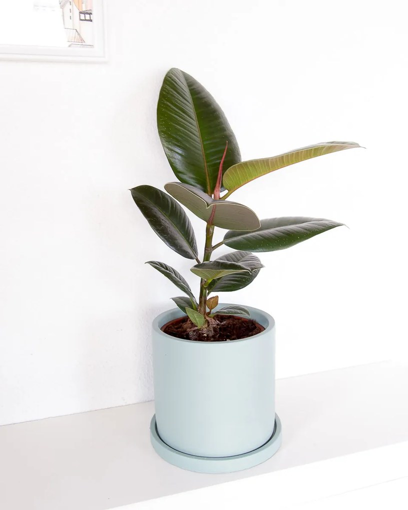 Ficus elastica Robusta - S
