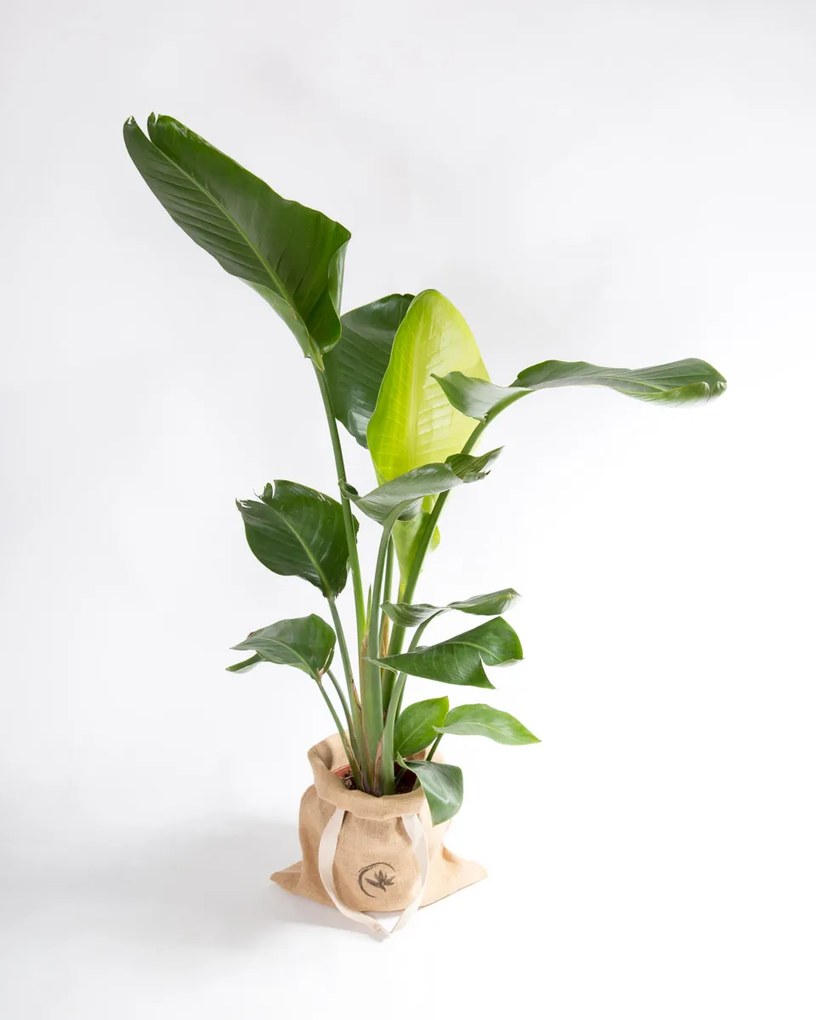 Strelitzia nicolai | Estrelícia Gigante - L