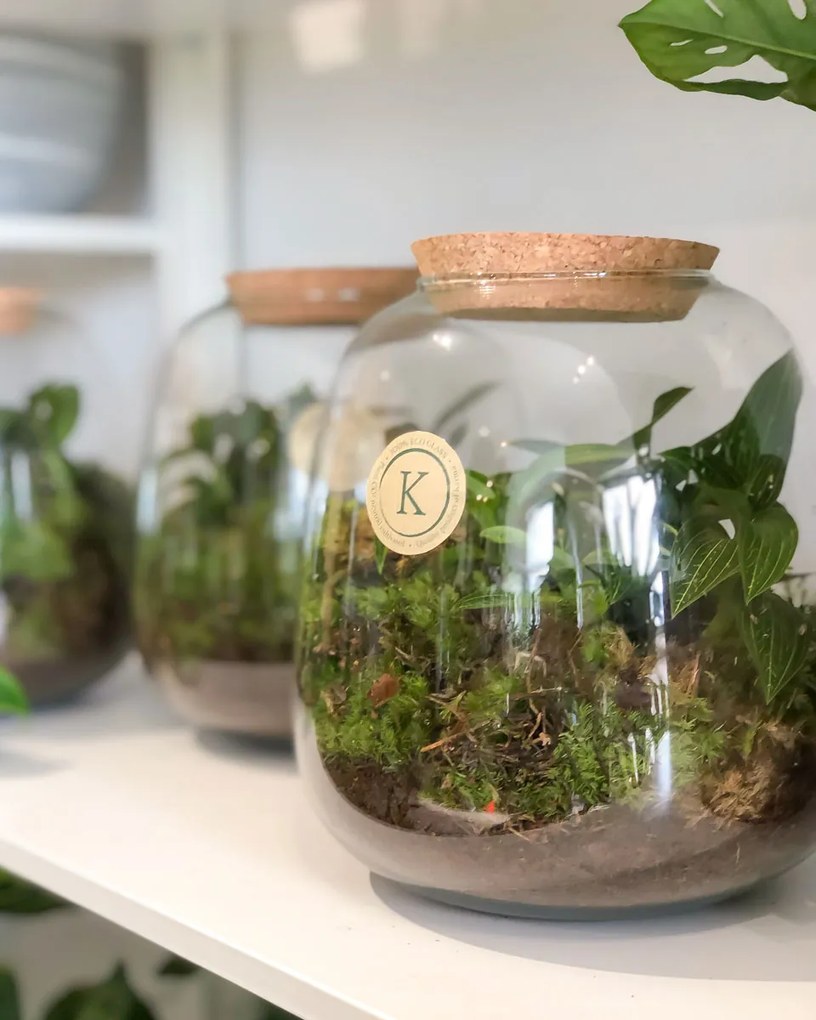 Terrário com Ludisia discolor alba e Musgo