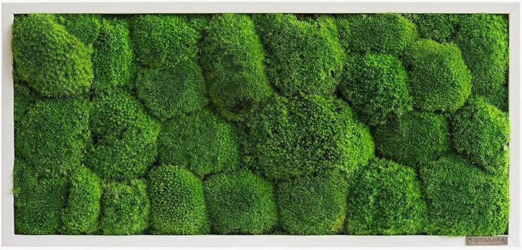 Quadro emoldurado artesanal com musgo Ball Forest