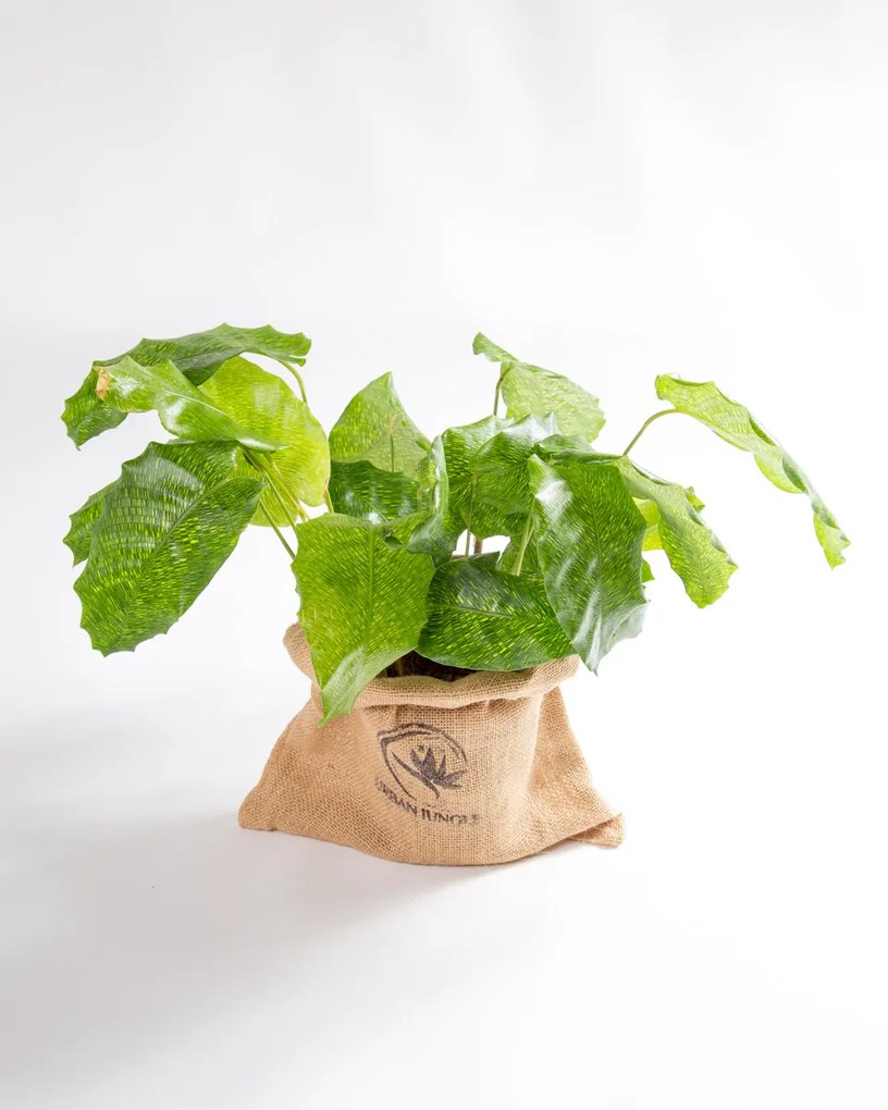 Calathea musaica