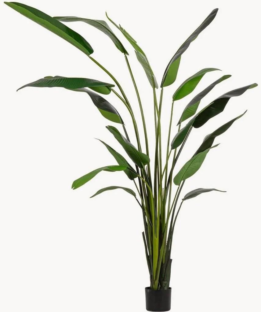 Planta artificial para exterior Strelitzia, Alt 310 cm