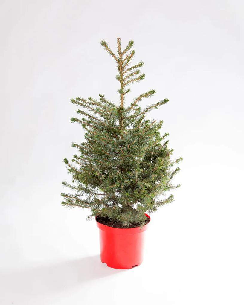 Árvore de Natal Natural - Picea omorika