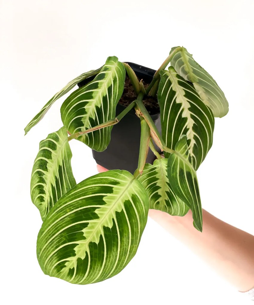 Maranta Lemon Lime