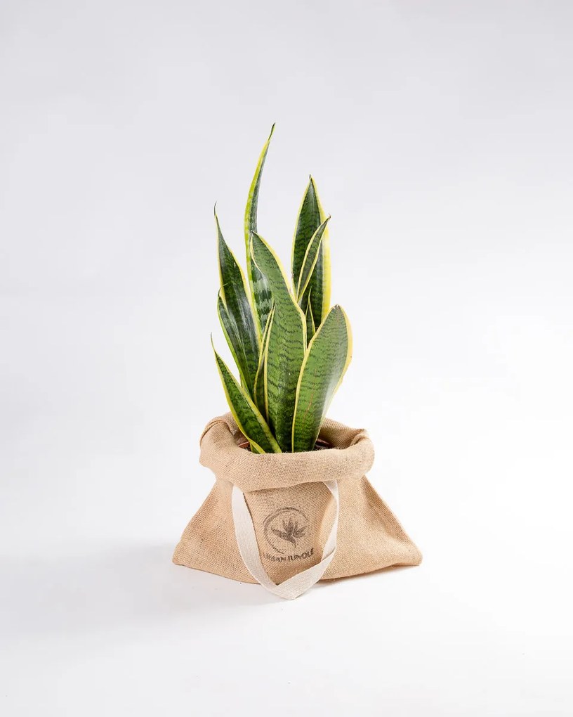 Espada de São Jorge | Sansevieria trifasciata - M